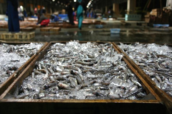 唐揚げが人気！刺身でも焼いてもおいしい、旬を迎えた蒲郡のメヒカリ