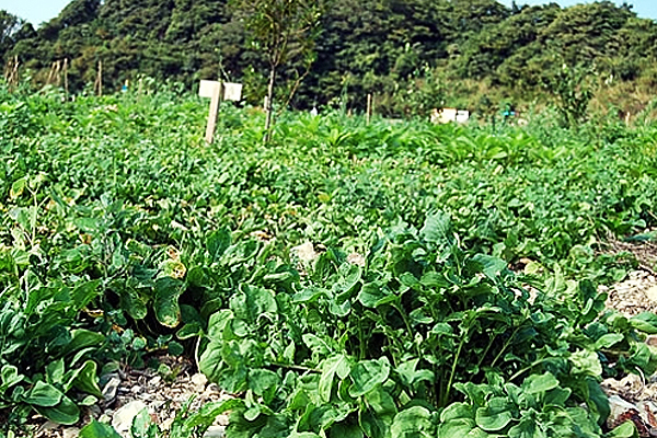 ハーブや野菜を自然農法で育てる「ホリスティックファーム -南知多ハーブ農場-」