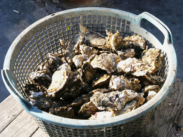 大人気の焼きガキ食べ放題！森、川、海の恵みをうけて育つ鳥羽の「浦村カキ」