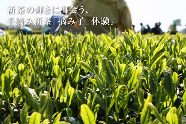 【お茶特集】愛知県田原市 手摘み新茶イベント「摘み子」体験レポート
