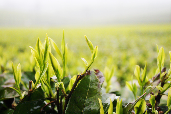 【お茶特集】安心で安全なお茶作りを地域一丸となって取り組む「伊達製茶」