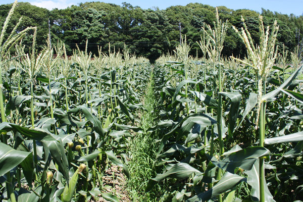 【夏野菜特集】太陽の恵で生き生きと 豊橋市・兵藤吉之さんが育てるスイートコーンに出合う