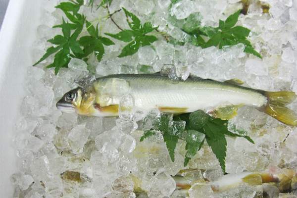 矢作川のアユをまるごと味わう！第38回「味わって知る わたしたちの海」