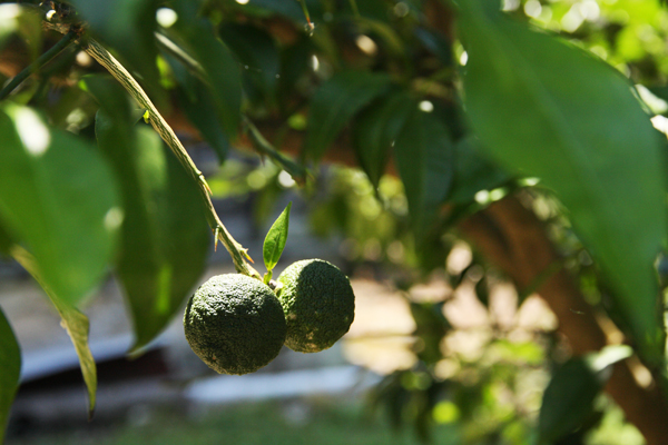 大台町育ちの柚子をお届けします「小掠農園」