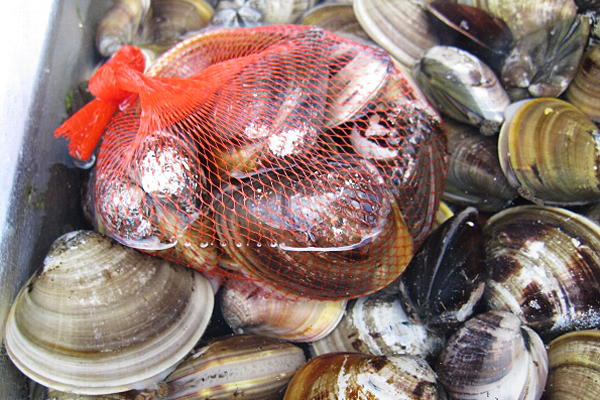 【お魚ブログ】川と海の恵みをうけて育つ桑名のハマグリ