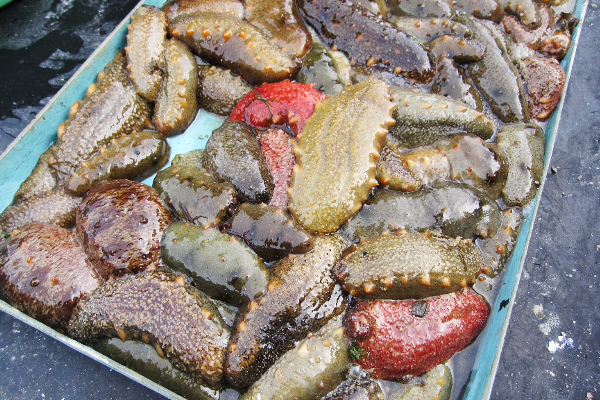 新たな料理で島をアピール。食感豊かな佐久島のナマコ