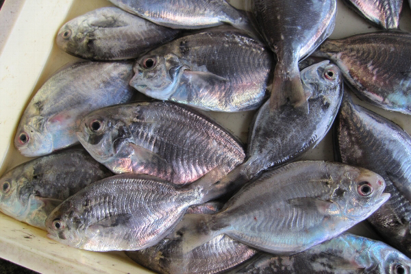 【お魚ブログ】愛知の魚「イボダイ」