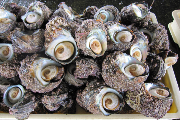 【お魚ブログ】愛知の魚「サザエ」