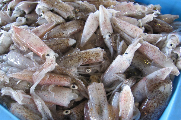 【お魚ブログ】愛知の魚「ジンドウイカ」