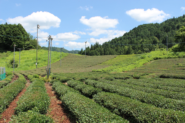 【郡上市特集】「小那比茶」で地域のブランドづくりと活性化「小那比グリーンツーリズム」