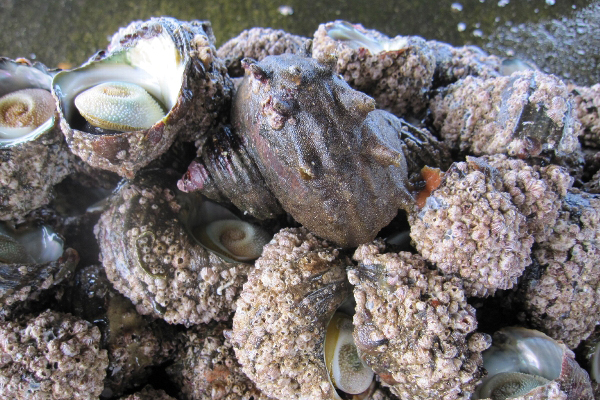 【お魚ブログ】不思議なサザエの角（豊浜漁港）