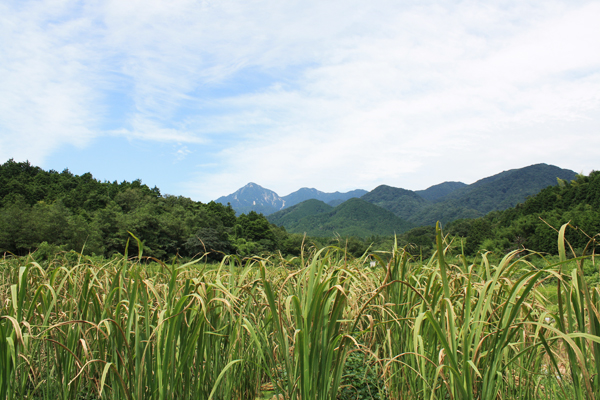 「菰野の真菰」Vol.1町の名前の由来となった「真菰（マコモ）」で 商工会を中心に、生産者、町が連携して町おこし。
