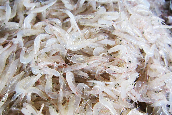 【お魚ブログ】愛知の魚「アキアミ」（大浜漁港）