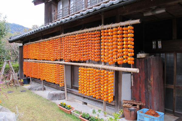 【山県市特集】天日と寒風でじっくりと仕上げる。 冬のおとずれを告げる伊自良の連柿