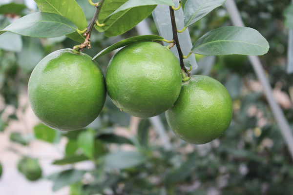 【豊橋市特集】皮まで美味しく食べられるレモンを生産 檸檬儂人「河合果樹園」河合浩樹さん