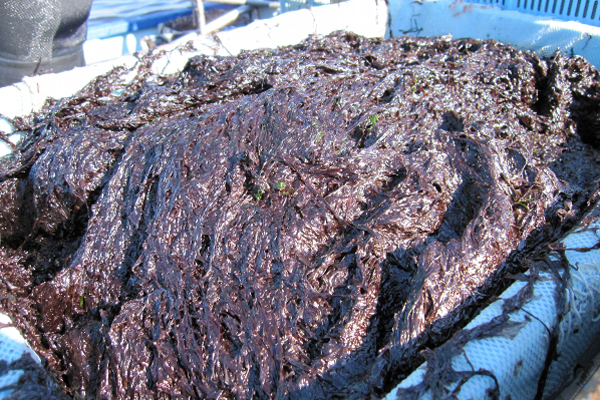 【お魚ブログ】愛知の魚「スサビノリ」