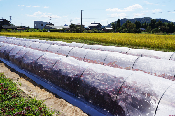 【美濃市特集】美しい赤色と抜群の栄養価で評判を呼ぶ美濃市のブランド野菜「仙寿菜」