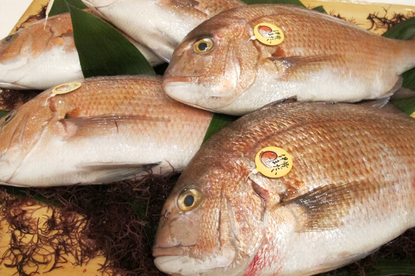 【お魚ブログ】「伊勢まだい」キックオフ大会