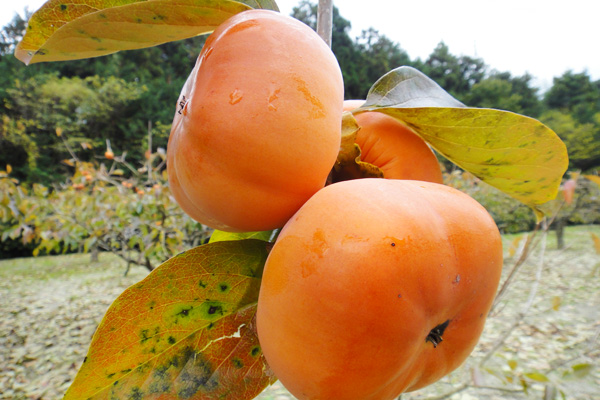 【玉城町特集】シャキッとした歯ごたえと甘さで人気、玉城町の「早生次郎柿」