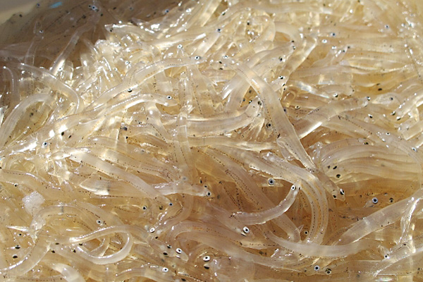 【お魚ブログ】シラウオの初漁でわく桑名・赤須賀漁港