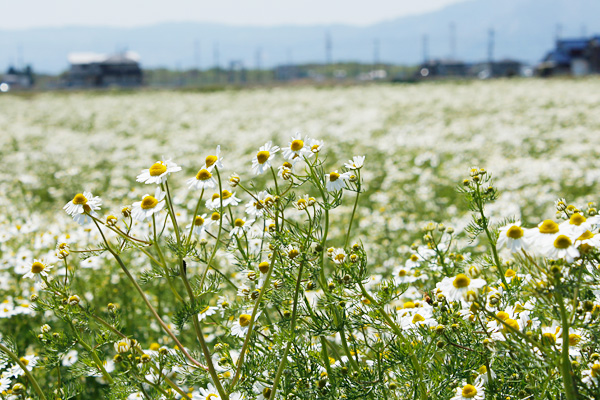 日本一の生産量を誇るカミツレ栽培に取り組む「大垣市薬草組合」