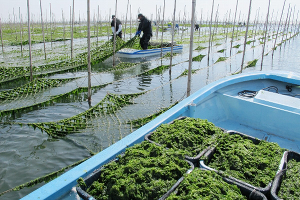 自然の恵みを受けて製品づくりに邁進。風味豊かな松阪のアオサ