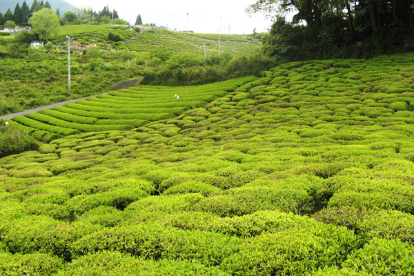 地域特産品のお茶の普及に取り組む、春日の小さなお茶農家「傳六茶園」