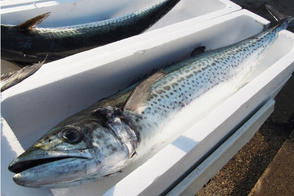 【お魚ブログ】好漁続く松阪のサワラ