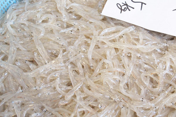 【お魚ブログ】桑名・赤須賀で春を呼ぶシラウオ漁が解禁