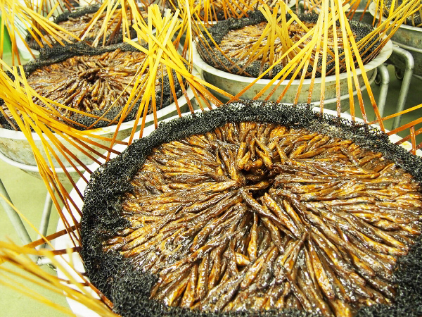 【お魚ブログ】最盛期迎える三河湾産ハゼの甘露煮づくり