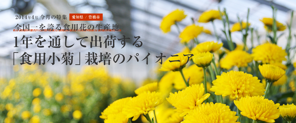 １年を通して出荷する「食用小菊」栽培のパイオニア