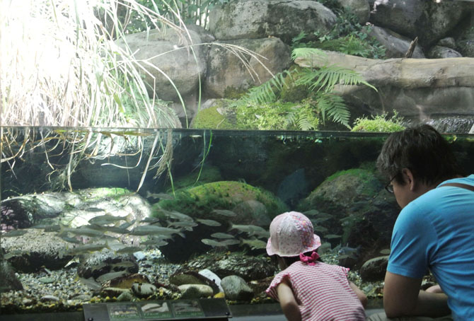 長良川に棲む魚に会いに行こう