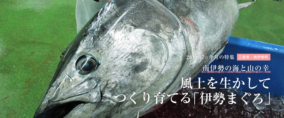 風土を生かしてつくり育てる「伊勢まぐろ」