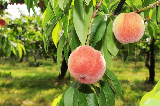 1木になった桃_s