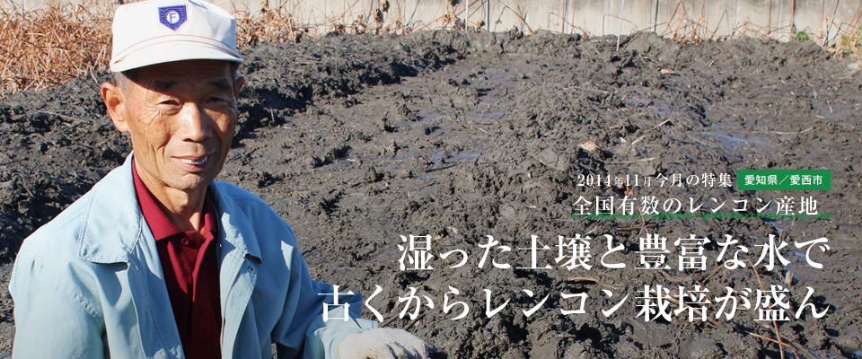 湿った土壌と豊富な水で 古くからレンコン栽培が盛ん