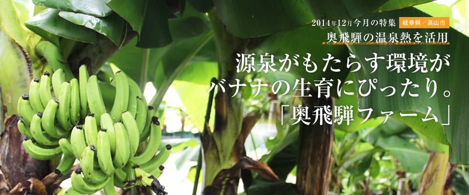 源泉がもたらす環境が バナナの生育にぴったり。 「奥飛騨ファーム」