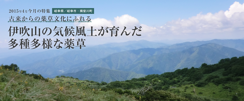 伊吹山の気候風土が育んだ多種多様な薬草