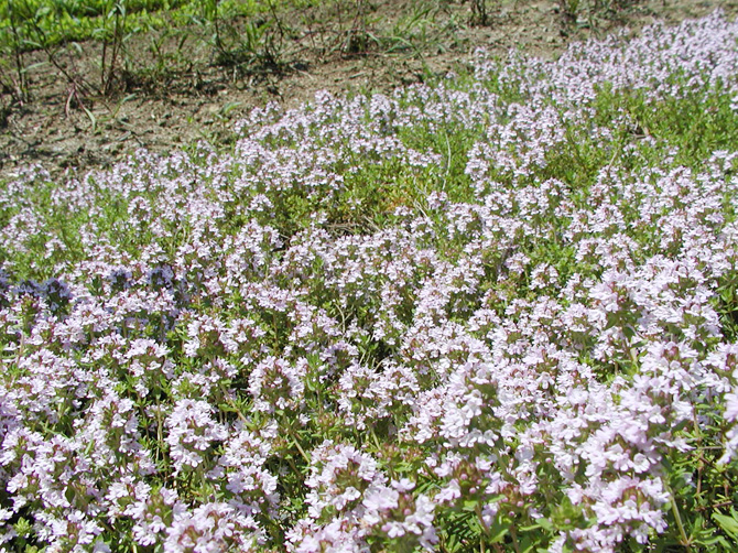 04_・匁怦縲繧､繝輔ｙ繧ｭ繧ｷ繧吶Ε繧ｳ繧ｦ繧ｽ繧ｦ_s