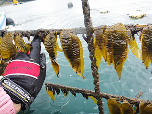 繧ｵ繧ｫ繧吶Λ繝｡遞ｮ闍誉s