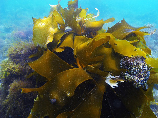 蜻ｨ蝗ｲ縺ｫ逕溘∴縺ｦ縺・ｋ繧ｫ繧ｷ繧吶Γ_s