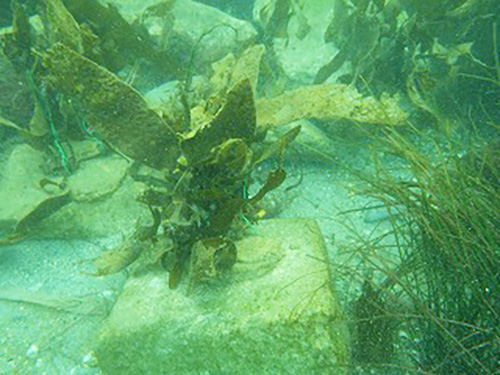 謚募・逶ｴ蠕後・繧ｵ繧ｫ繧吶Λ繝｡2_s