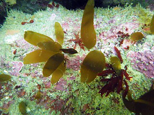 蜻ｨ蝗ｲ縺ｫ逕溘∴縺ｦ縺・ｋ繧ｫ繧ｷ繧吶Γ縺ｮ蟷ｼ菴点s