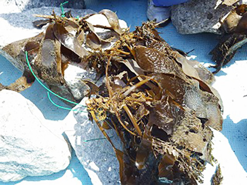 謚募・逶ｴ蜑阪・繧ｵ繧ｫ繧吶Λ繝｡_s