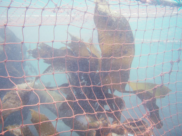 繝阪ャ繝医・荳ｭ縺ｮ繧ｵ繧ｫ繧吶Λ繝｡_s