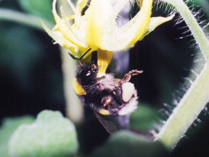 トマト蜂交配_s