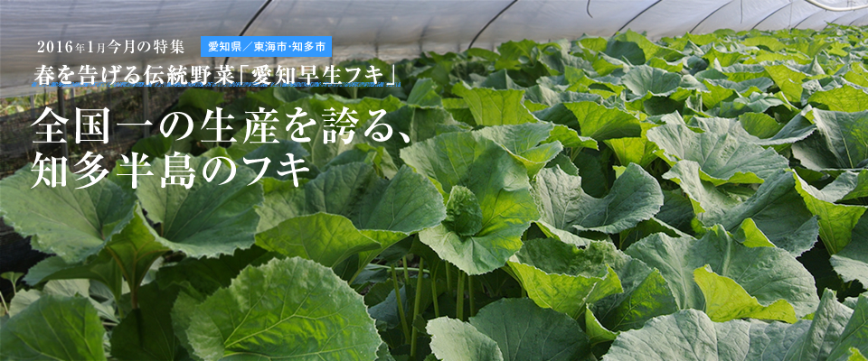 全国一の生産を誇る、知多半島のフキ