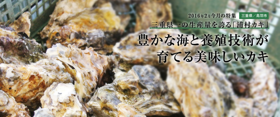 豊かな海と養殖技術が育てる美味しいカキ