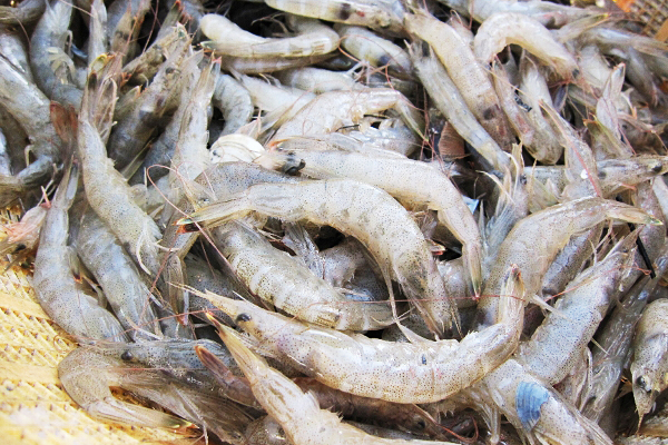 【お魚ブログ】四日市・富田のシバエビ