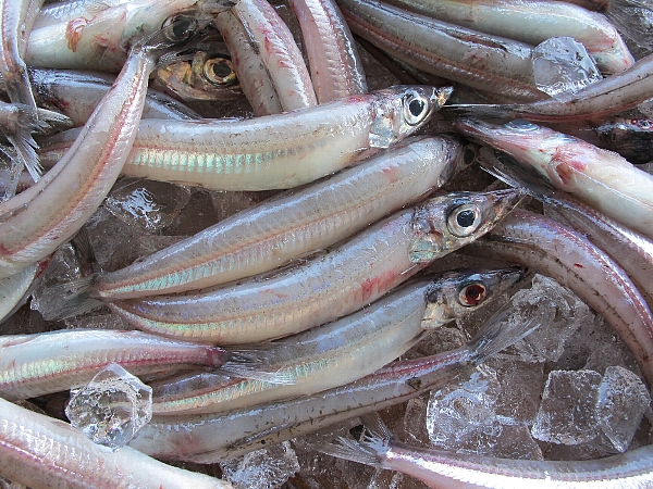 【蒲郡市特集】深海で獲れた魚のおいしさをアピール。新たな需要の開拓に取り組む蒲郡・形原の大一鈴木商店