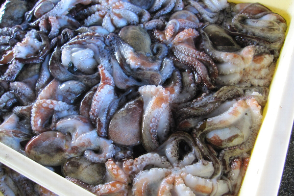 【お魚ブログ】愛知の魚「マダコ」(豊浜漁港）